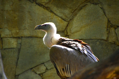 Vogel, bird, oiseau, Uccello, Pássaro, птица, pájaro, kuş, chim, vták, pták, madár, птушка, zog, ptica, птица, lintu, πουλί, птица, fågel, kuş, madár, zog