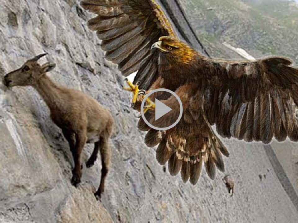 a mountain goat thrown alive by an eagle from the sky