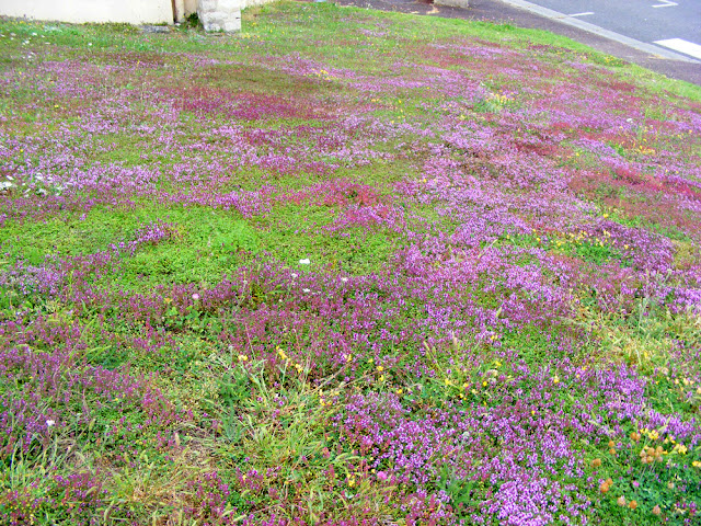 Wild Thyme and other wild flowers in a village nature strip, Indre et Loire, France. Photo by Loire Valley Time Travel.