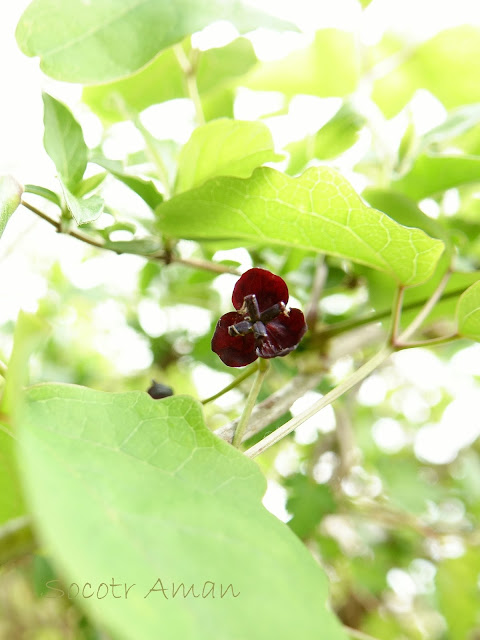 Akebia trifoliata