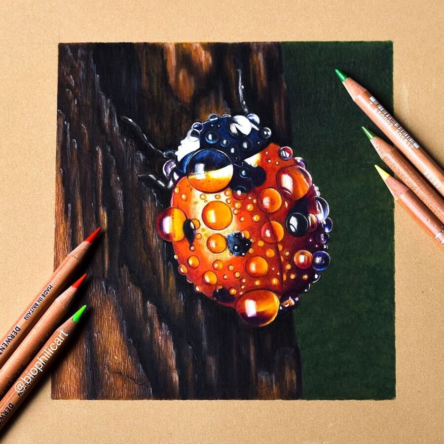 09-Ladybird-Pencil-Drawings-Sallyann-www-designstack-co