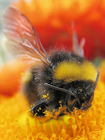 Fuzzy, wuzzy bumbly bee