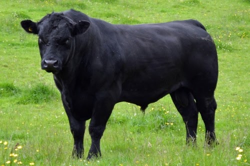 Begini Keunggulan Dan Ciri Fisik Sapi Aberdeen Angus