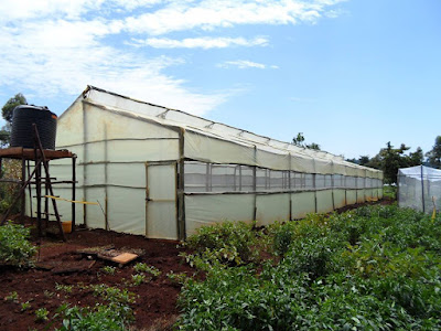 Woooden greenhouse 8 meters by 30 meters ibn Gambogi