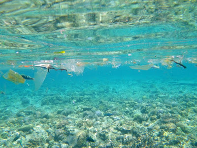 Plastic pollution is now recognized as a global problem, representing a threat to marine biodiversity. In particular, this surface drift acts as a means of transport for the viruses and bacteria that the spread across the oceans. Credit: © IRD / Y. Bettarel