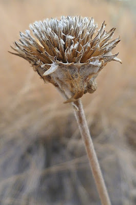 Зрелая семенная головка Balsamorhiza sagitatta