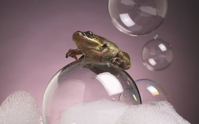 frog photo, bubble wallpaper, bubbles
