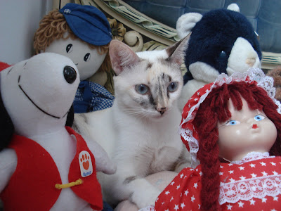 Gata Lili, entre os bonecos de pelúcia da mamãe Renata Góes