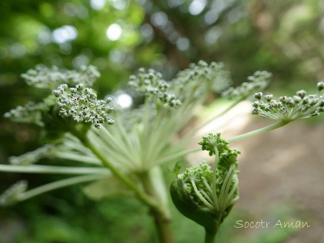 Angelica