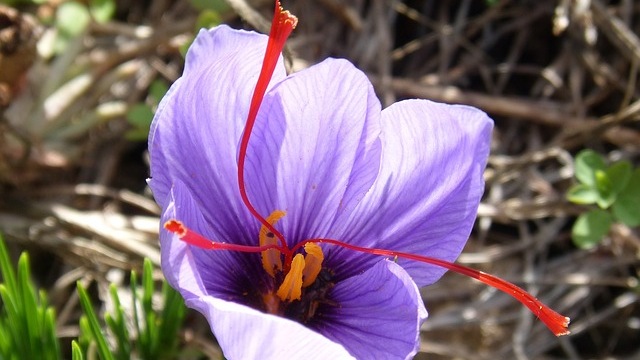 bunga-saffron
