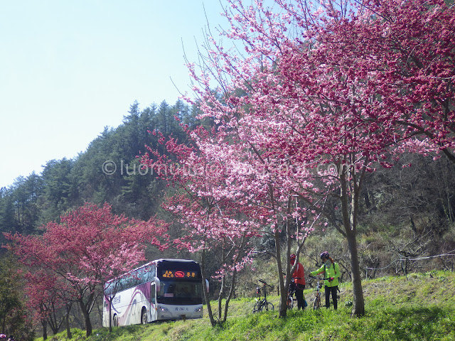 Wuling Farm cherry blossoms