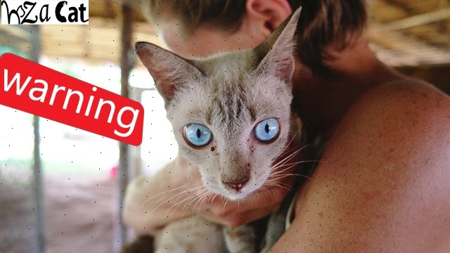 The danger of cats to children and girls and the diseases they cause