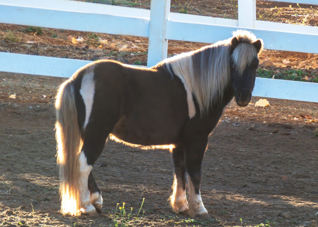 Adorable black and white pinto pony horse Apple Hill California