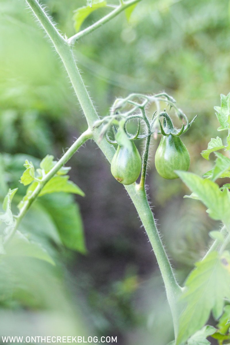 Tomatoes in the garden | On The Creek Blog