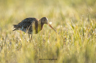 Wildlifefotografie Uferschnepfe Olaf Kerber