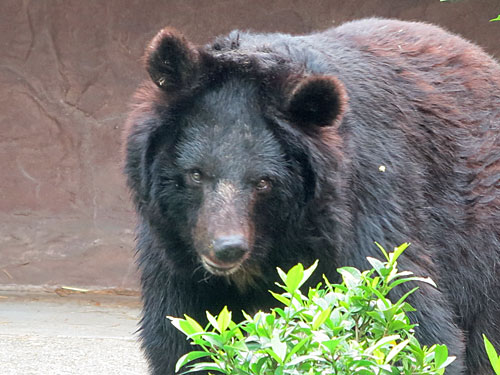 Asian Black Bear in Japan