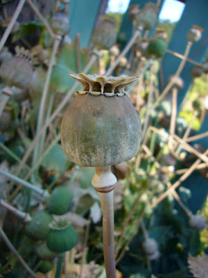 Poppies @ Salt Spring Seeds