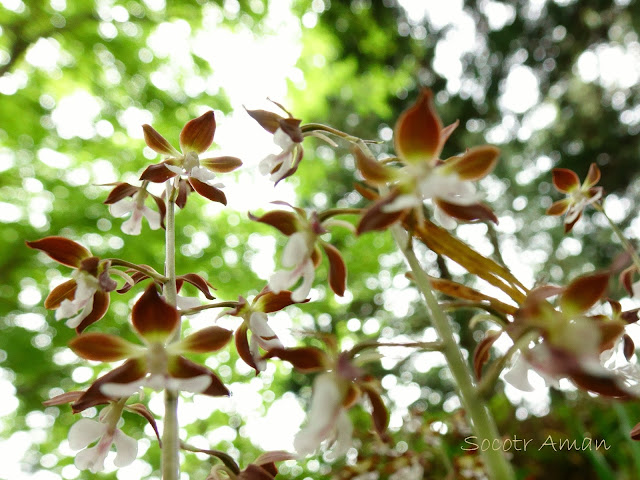 Calanthe discolor