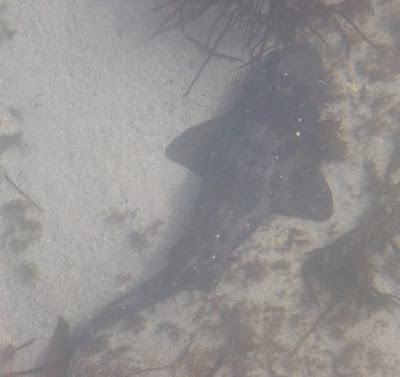 Draughtboard Shark (Cephaloscyllium laticeps)