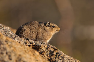 c4 images and safaris, erongo, namibia, sesfontein, sossusvlei