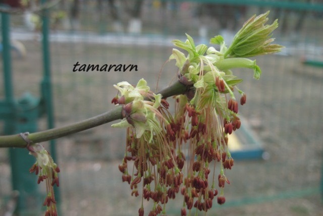 Клён американский / Клён ясенелистный / Клён негундо (Acer negundo, =Acer fraxinifolium)