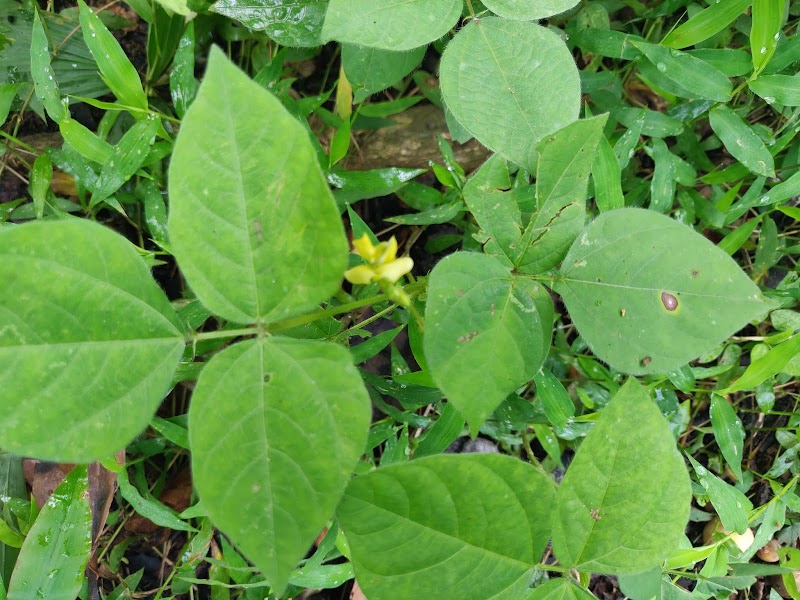 15+ Bercak Daun Kacang Hijau, Yang Menawan!