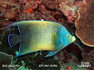 Blue angel fish, rare marine species, sea images, pictures, wallpapers