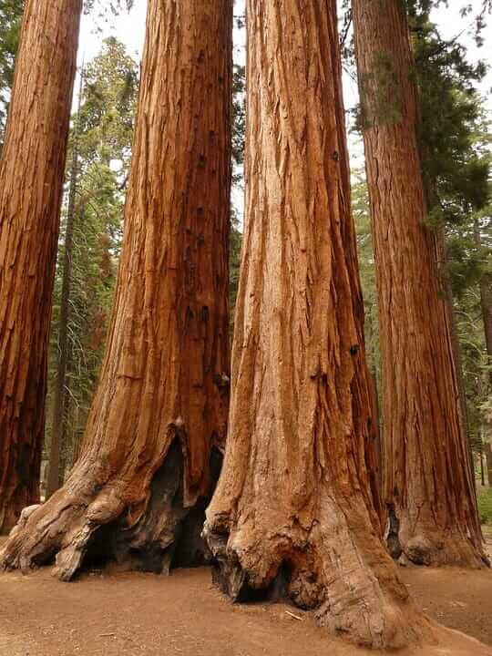 Old Man’s Powerful Message To The Town Of California That Cut Down His Favourite Tree