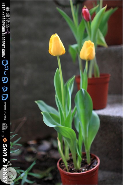 Blog_DPP_0052