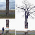 FUNNY ARTIST's CREATIVITY ON A BIG TREE | REALLY AWESOME
