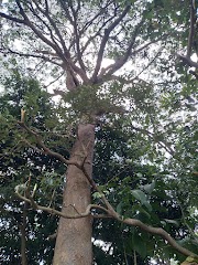 Pohon Kepuh (Sterculia foetida)