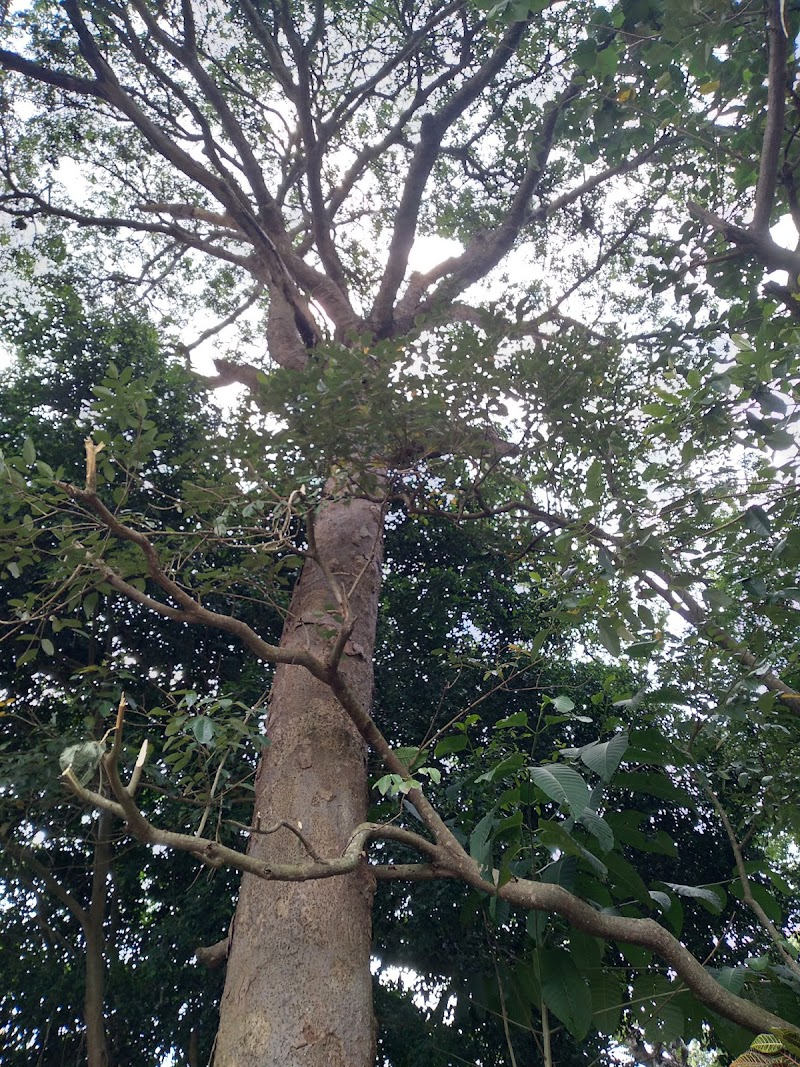 Pohon Kepuh (Sterculia foetida)