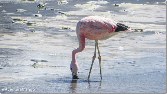 Flamingo na Laguna Hedionda Flamingo na Laguna Hedionda