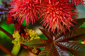 Can Castor Oil Helps in || Constipation, Hair growth, Reduce labor pain, wrinkles, lashes growth, Eyes