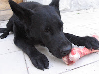 Mety gnawing on a fresh bone