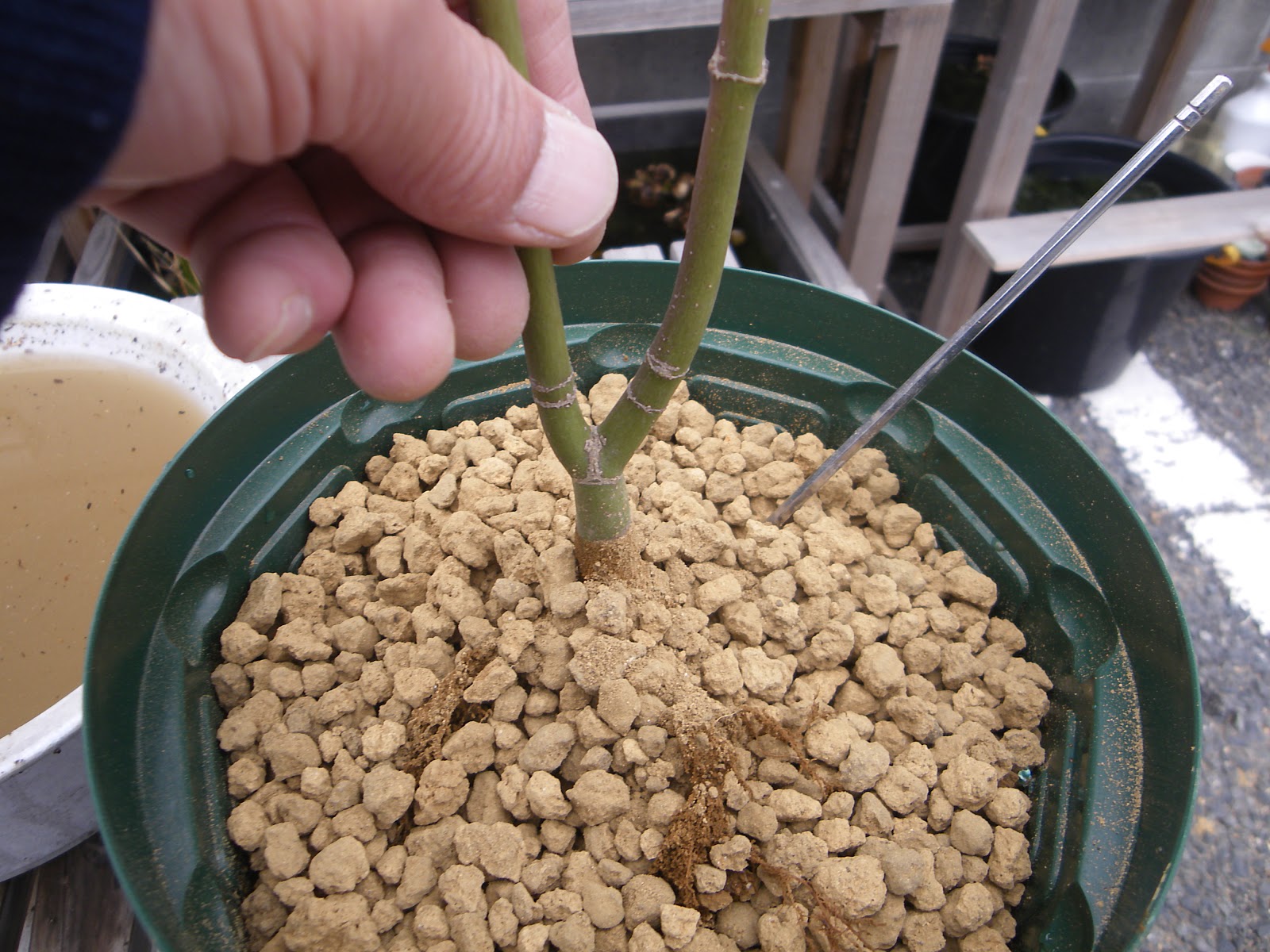 根の剪定 植え替えで根を切る 整理する方法 もみじ編 メダカの大工