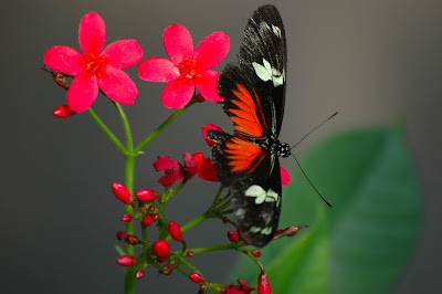 mariposa-con-las-alas-de-color-rojo-y-negro-posada-sobre-una-flor