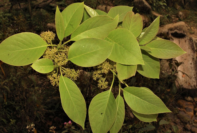 Nyssa sinensis