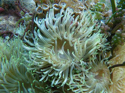 Sea anemone