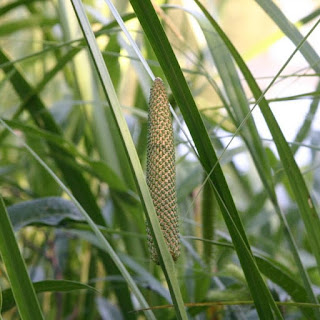 Kalmoes, Acorus calamus, maagwortel, zwanebrood, kaukalis, welriekende lis, sweet-flag