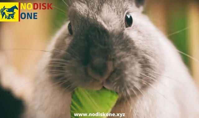 Rabbit Obesity: Is It An Issue If Your Rabbit Is Obese?