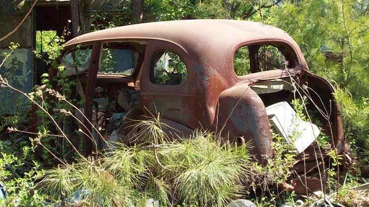 Looks like a 1936 Chevrolet hiding in the pines