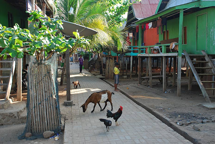 Cabras y gallos en la calle