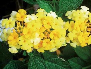 Ada beberapa penyebab tanaman bunga enggan berbunga PENYEBAB TANAMAN ENGGAN BERBUNGA