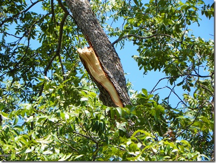 Way up in the tree, the limbs are getting so dry from lack of rain, that they are breaking off from their own weight.