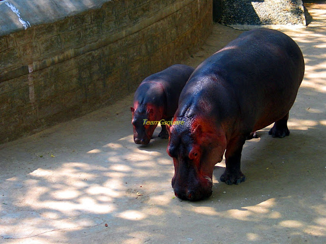 Bannerghatta national Park, Bengaluru