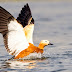 Ruddy Shelduck