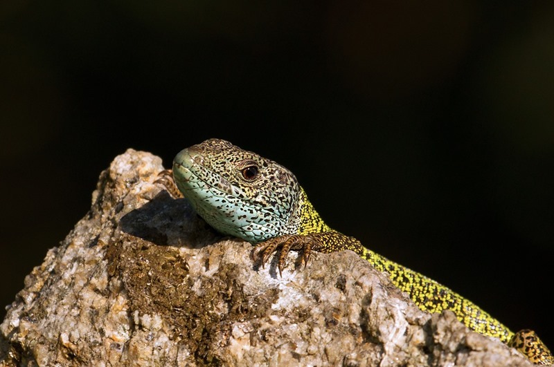 Lagarto d'agua