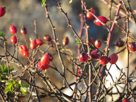 Rosa rubiginosa