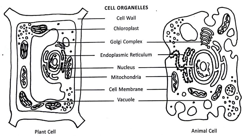 Cell Organelles, Animals Cell and Plants Cells- Class 8 Science Guide